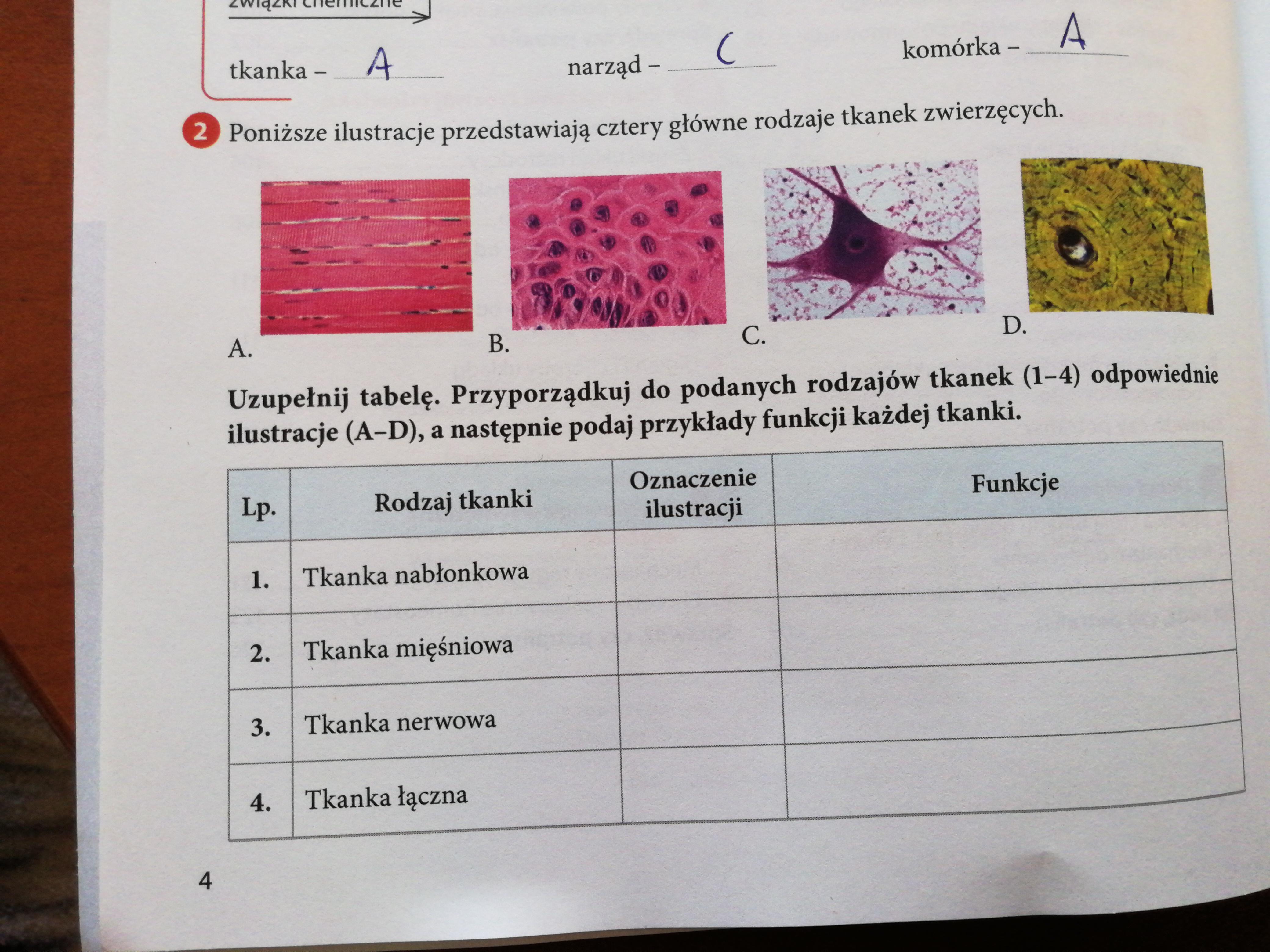 Poniższe ilustracje przedstawiają cztery główne rodzaje tkanek Test Biologia Klasa 6 Tkanki