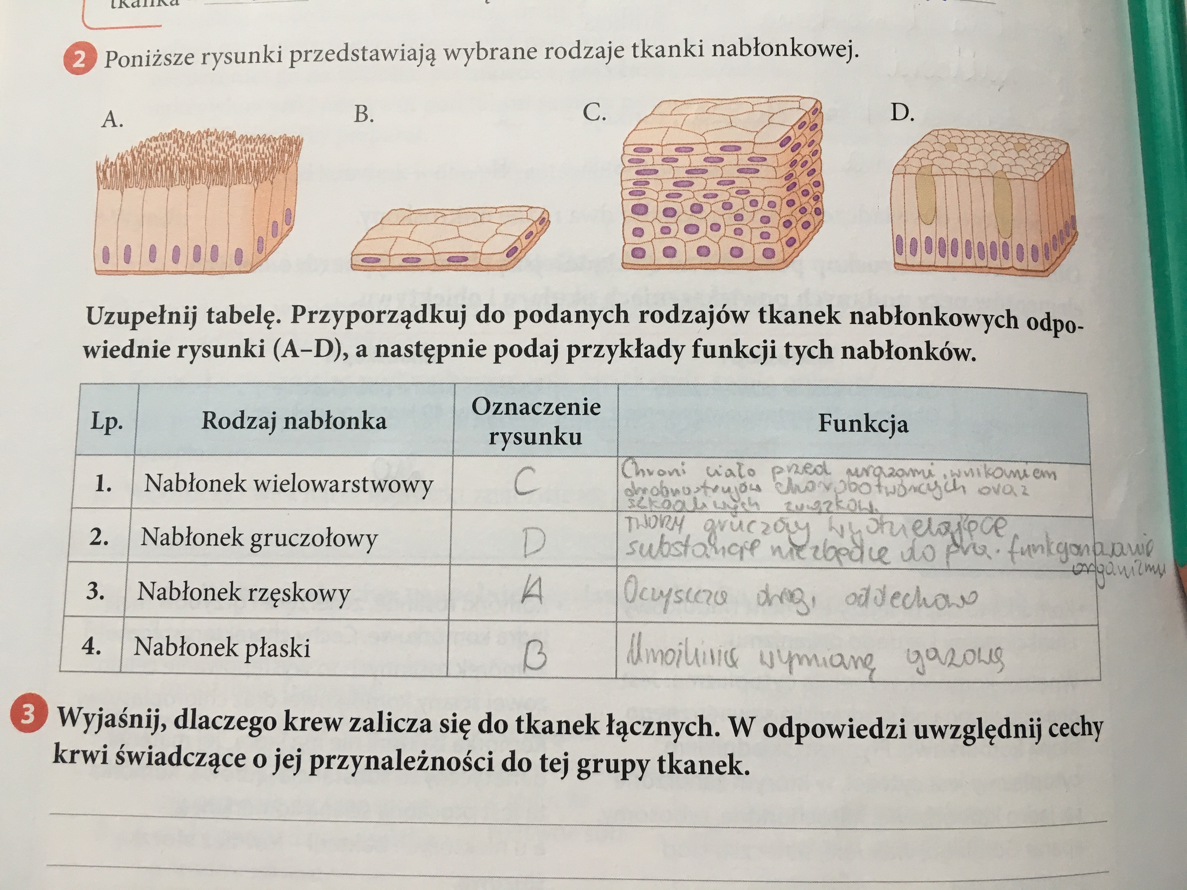 Poniższe rysunki przedstawiają wybrane rodzaje tkanki nabłonkowej W Organizmie Czlowieka Wystepuje Piec Rodzajow Tkanki Nablonkowej Wymien Dwie Cechy