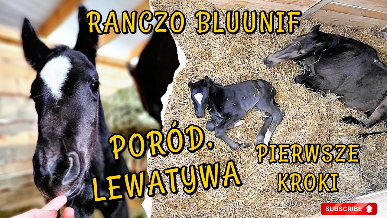 PORÓD KLACZY / KLACZ CZY OGIEREK? / PIERWSZE GODZINY ŻYCIA - YouTube Jak Nazywala Sie Klacz Wokulskiego