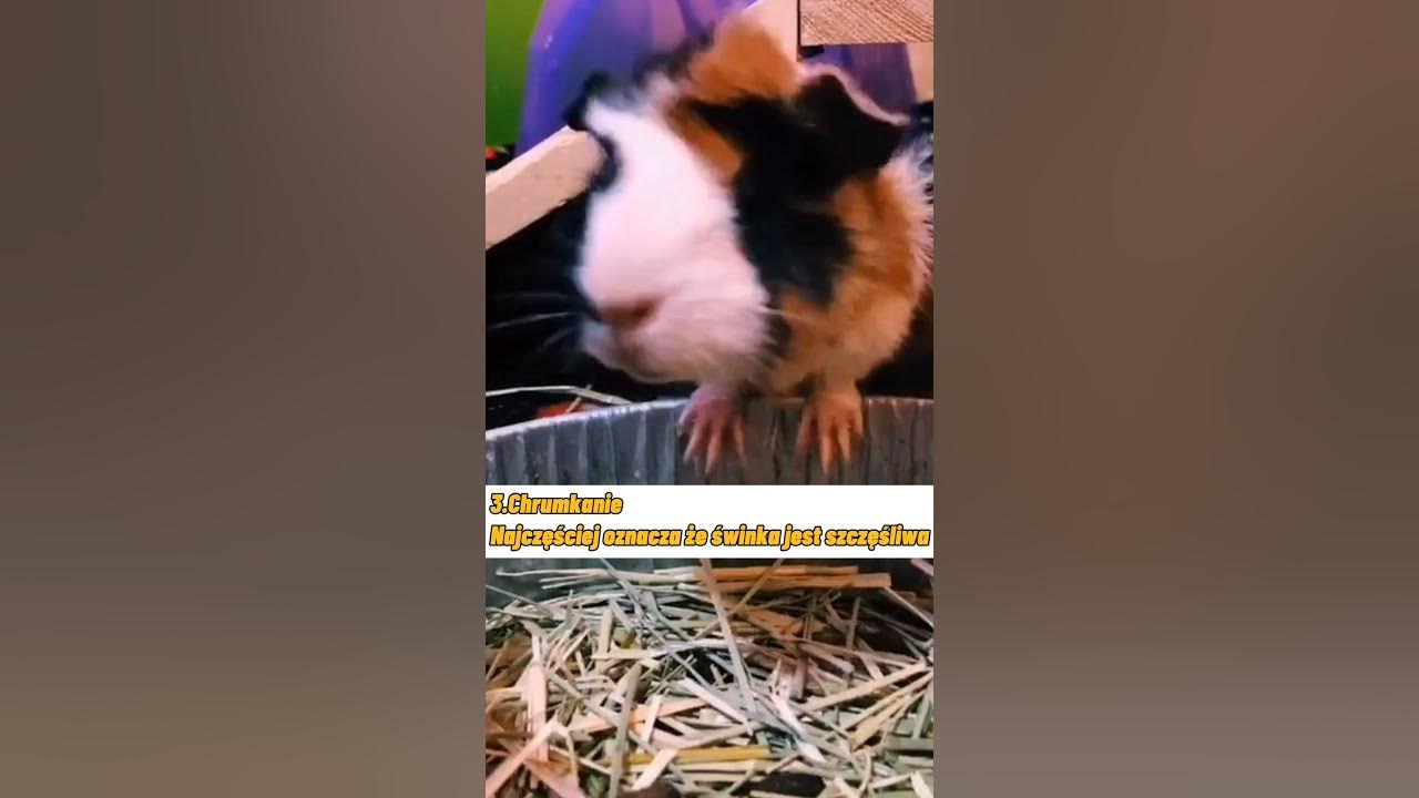 Dzwieki Wydawane Przez Swinki Morskie