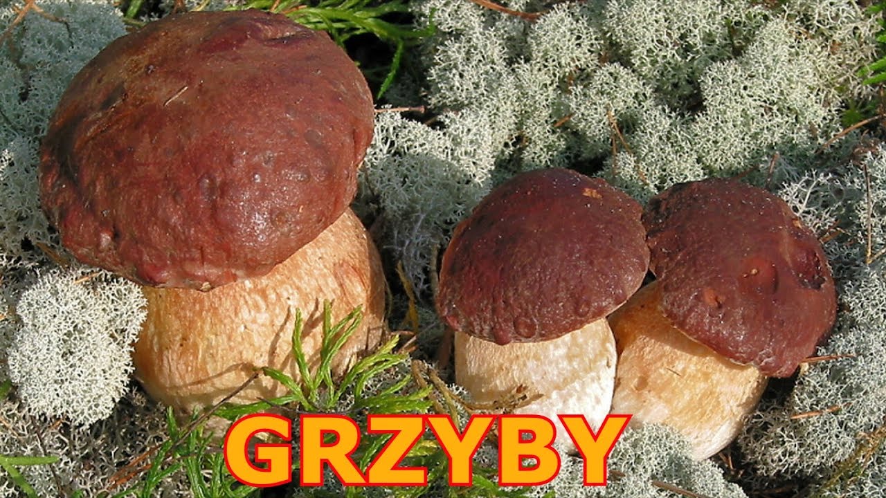 Poznajemy polskie grzyby - Zbieranie grzybów jadalnych - Grzybobranie Czy Grzyby Mają Wartości Odżywcze