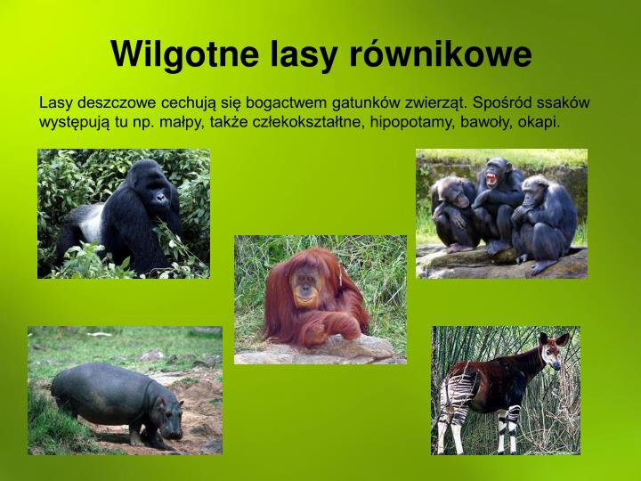 Wilgotne Lasy Rwnikowe Zwierzeta
