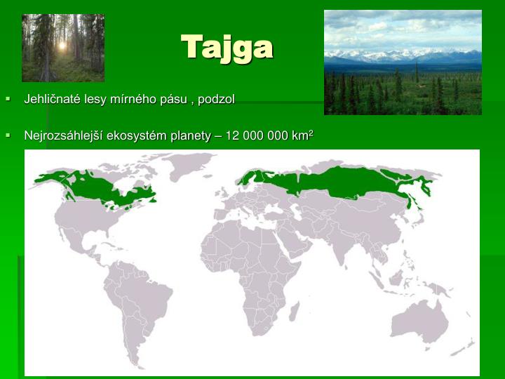 Tajga Sąsiaduje Od Północy Ze Strefą