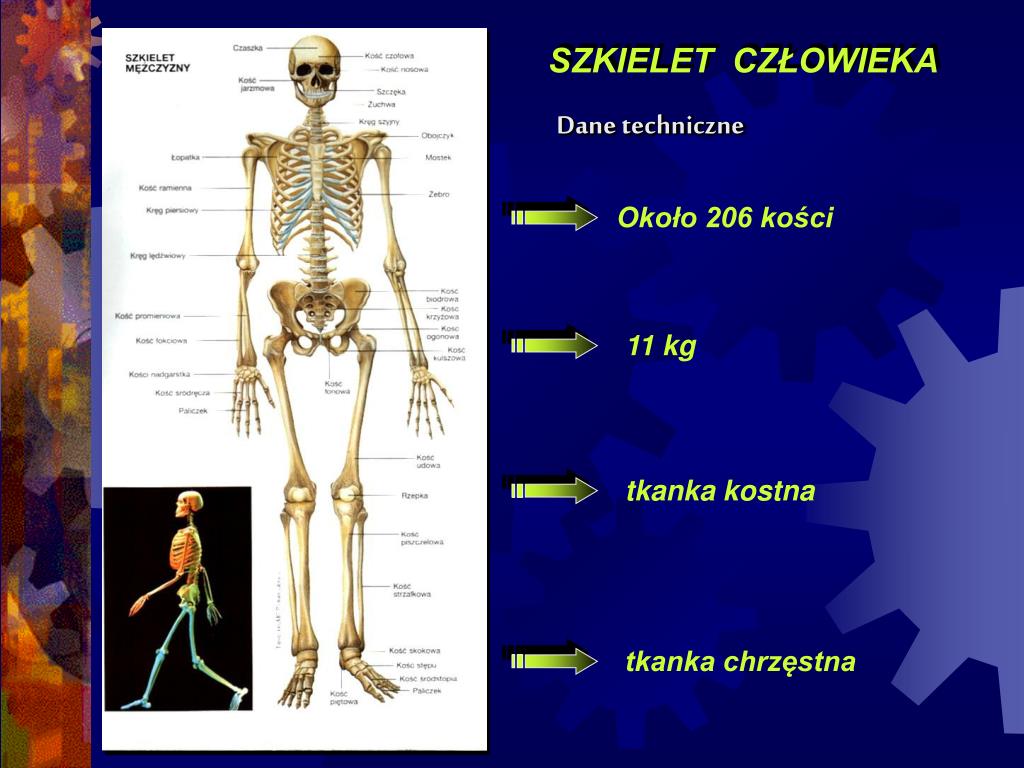 Oglna Budowa I Funkcje Szkieletu