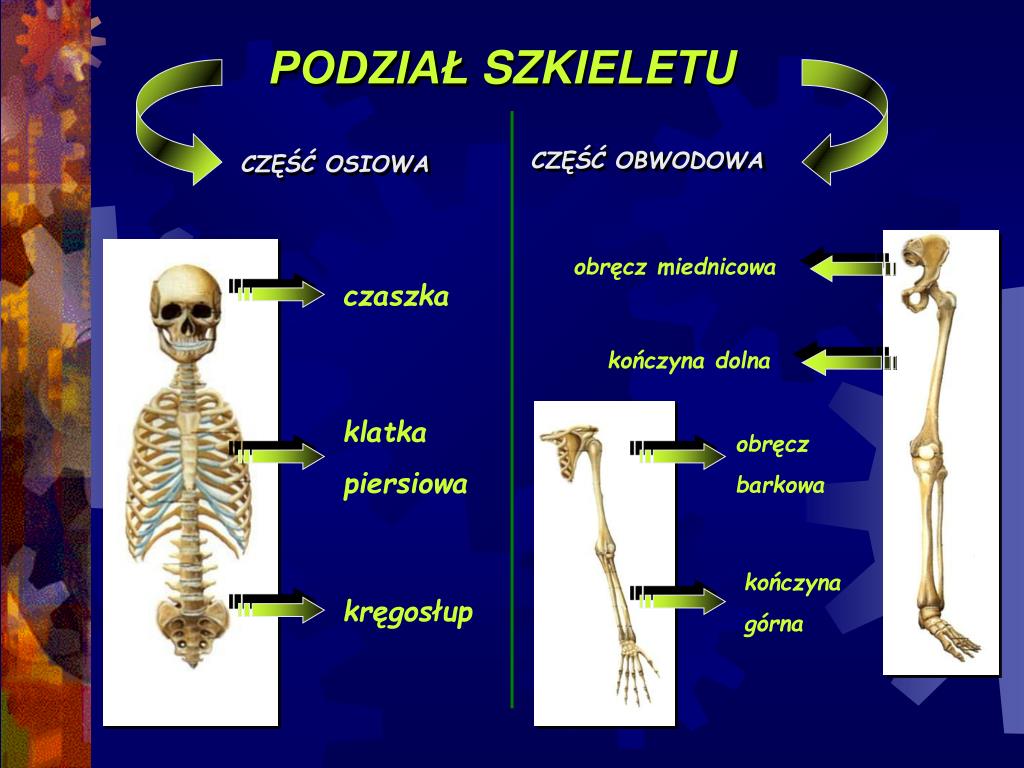 PPT - BUDOWA I FUNKCJE SZKIELETU PowerPoint Presentation, free download Oglna Budowa I Funkcje Szkieletu
