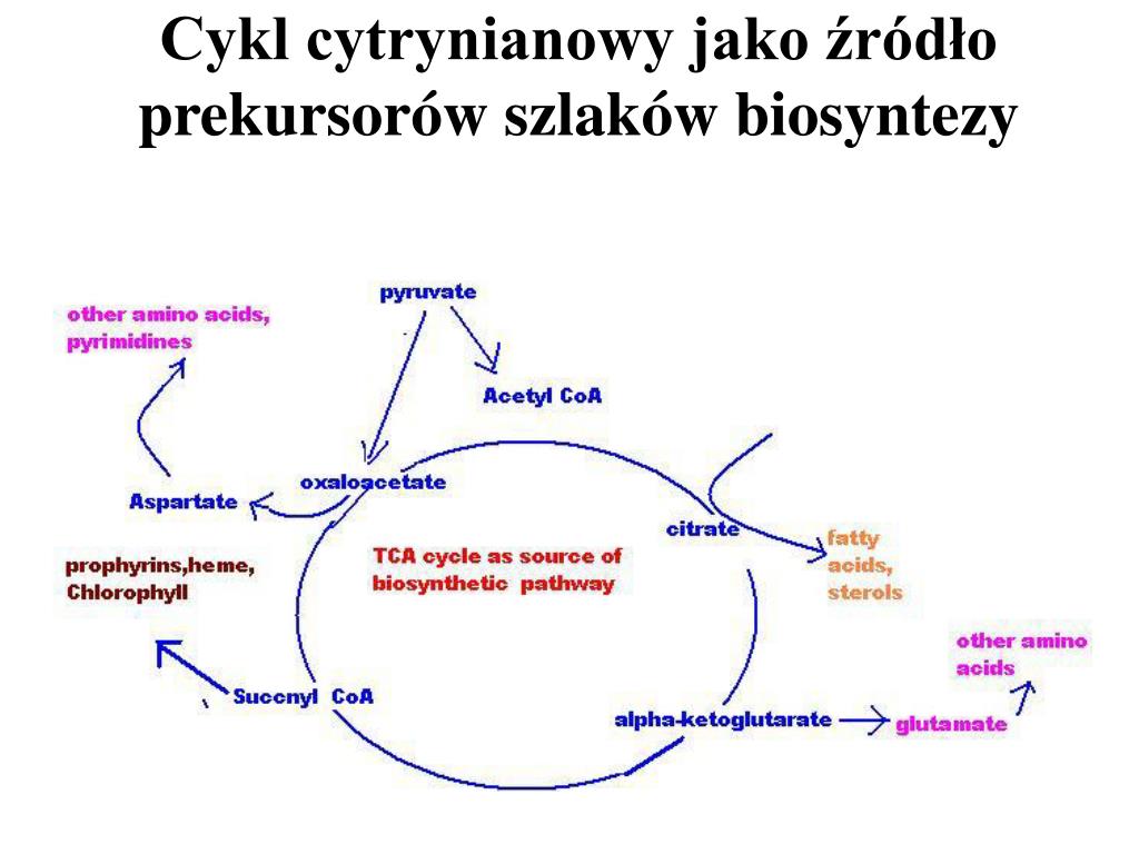 PPT - Cykl Kwasów Tri-karboksylowych = TCA = Cykl Krebsa = Cykl Kwasu Cykl Kwasu Cytrynowego To Inaczej
