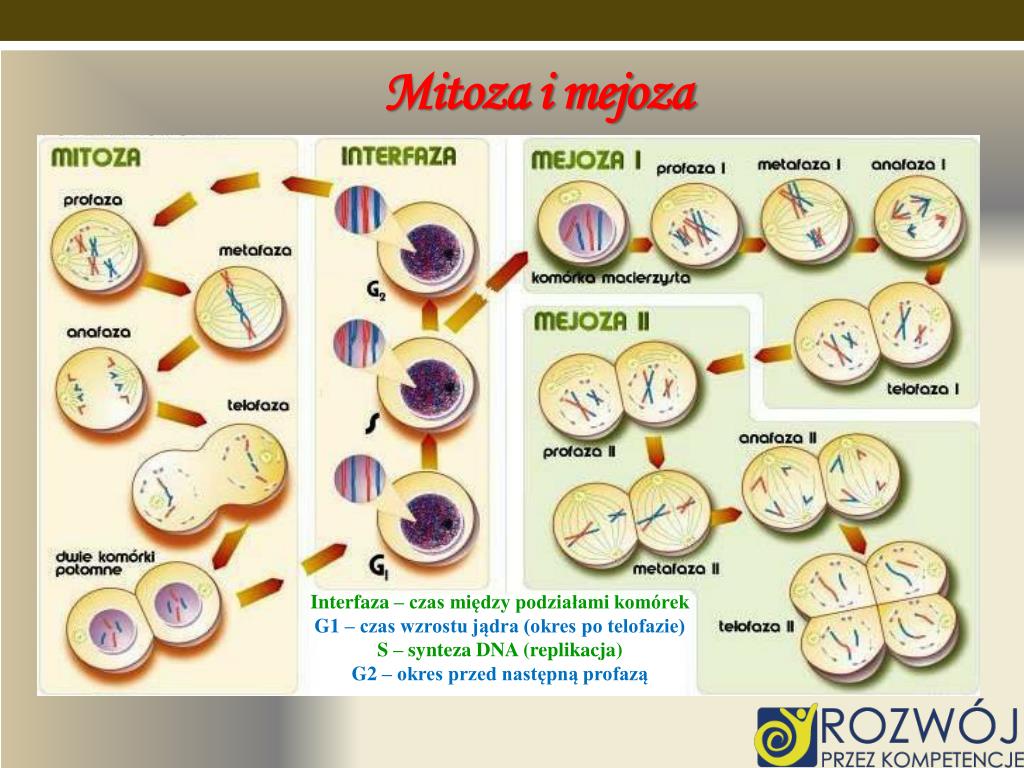 PPT - DANE INFORMACYJNE PowerPoint Presentation, free download - ID:2373893 Kartkwka Mitoza I Mejoza Klasa 8