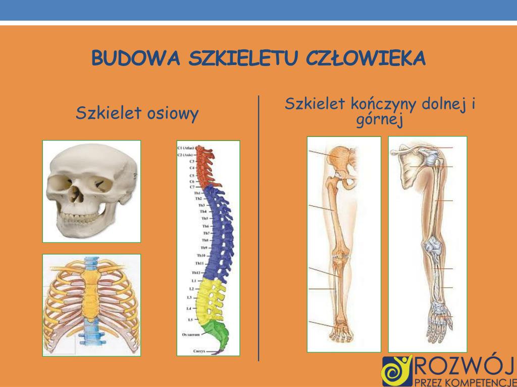 PPT - Dane INFORMACYJNE PowerPoint Presentation, free download - ID:5268427 W Skład Szkieletu Osiowego Wchodzi