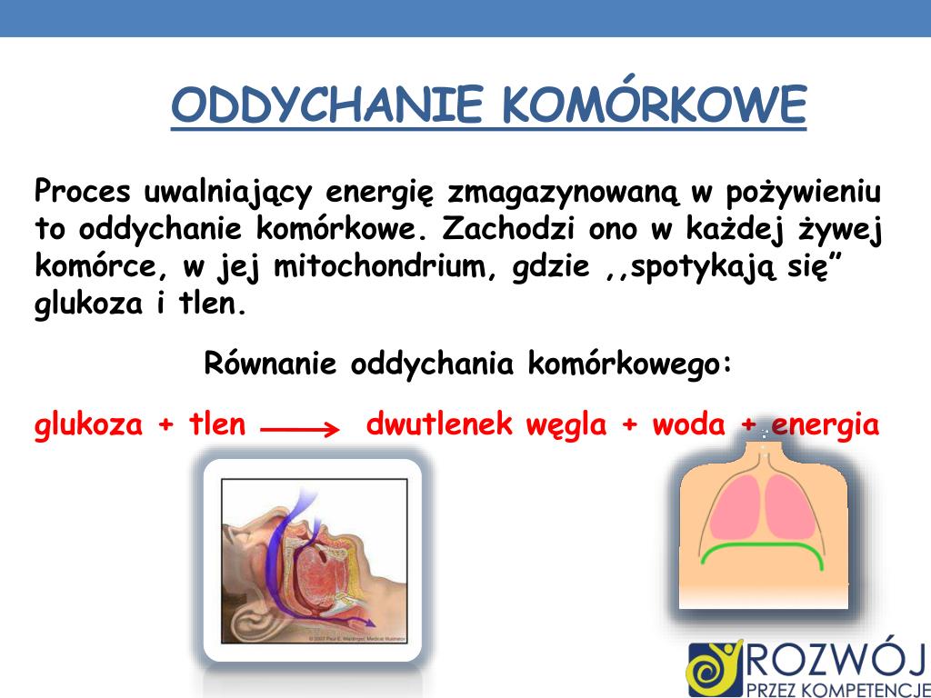 PPT - Dane INFORMACYJNE PowerPoint Presentation, free download - ID:6056495 Na Czym Polega Oddychanie Komórkowe