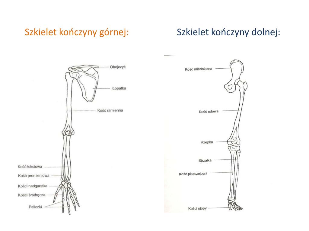 PPT - DANE INFORMACYJNE PowerPoint Presentation, free download - ID:968049 Na Rysunku Przedstawiono Czesc Konczyny Gornej