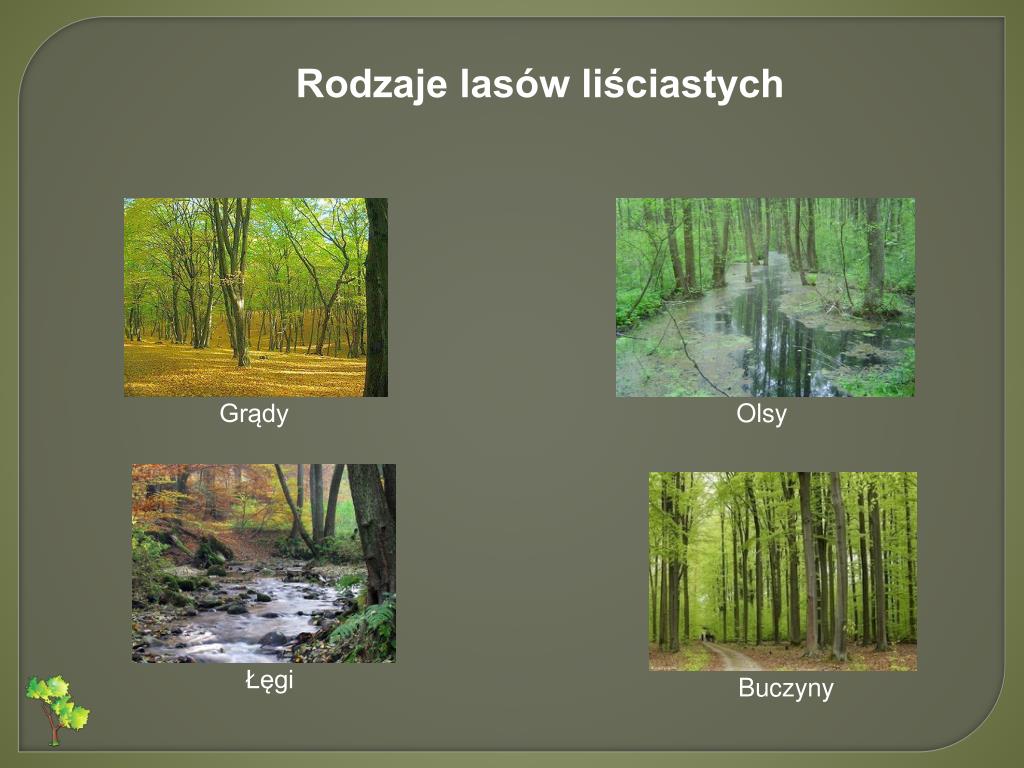 PPT - Formacje roślinne Polski PowerPoint Presentation, free download Cechy Charakterystyczne Lasów Równikowych