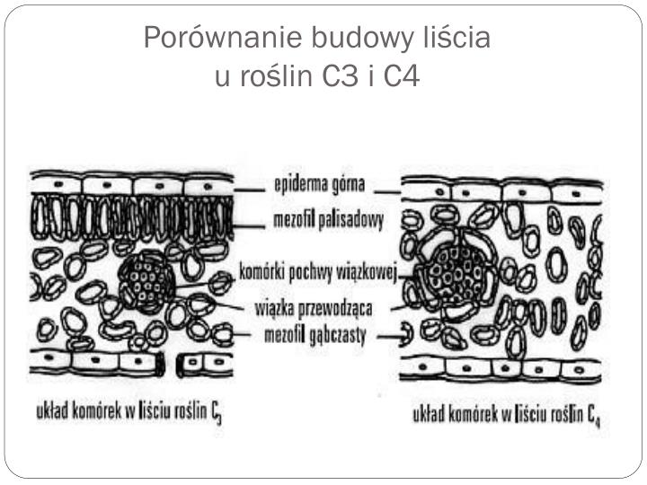 PPT - Fotosynteza PowerPoint Presentation - ID:4508223 Budowa Narządów Rozrodczych żeńskich