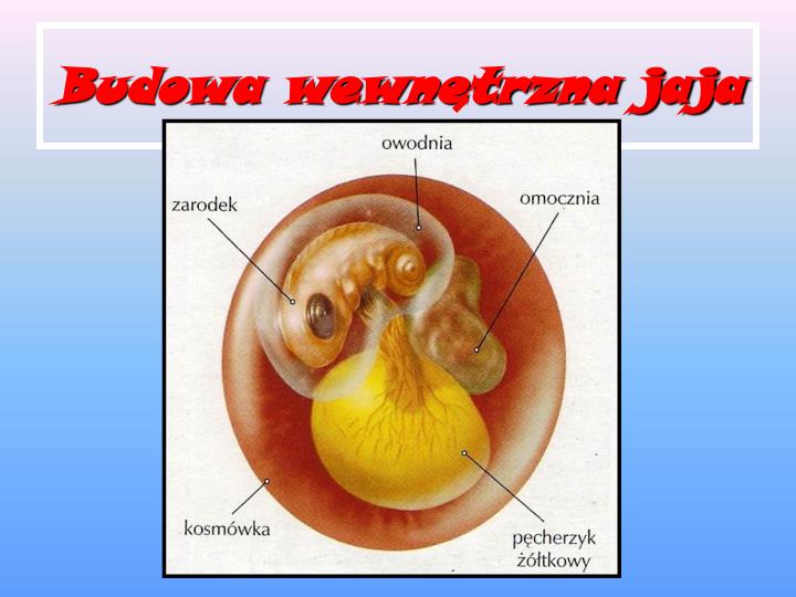 Na Schemacie Budowy Jaja Gada Zamaluj