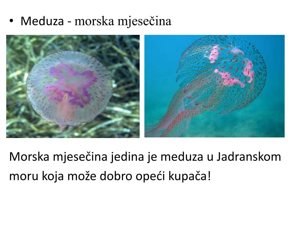 Czy świnka Morska Może Jeść Sałatę