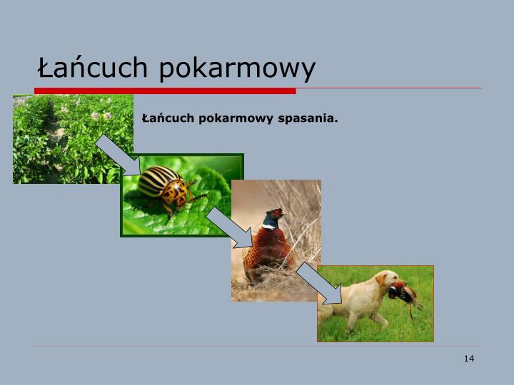 PPT - Jak funkcjonuje biocenoza? PowerPoint Presentation - ID:3900830 Przykłady łańcuchów Pokarmowych W Lesie