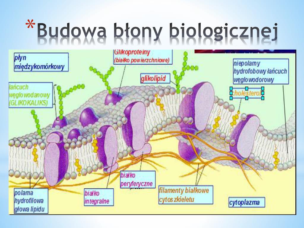 PPT - Komórka – podstawowy element życia PowerPoint Presentation, free W Blonie Lizosomu Wbudowane Jest Bialko