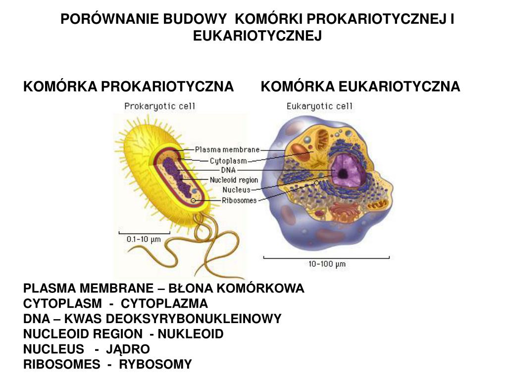 PPT - KOMÓRKI – BUDOWA, FUNKCJE i PODZIAŁ MITOTYCZNY PowerPoint Budowa I Funkcje Komórki Rodzaje Komórek