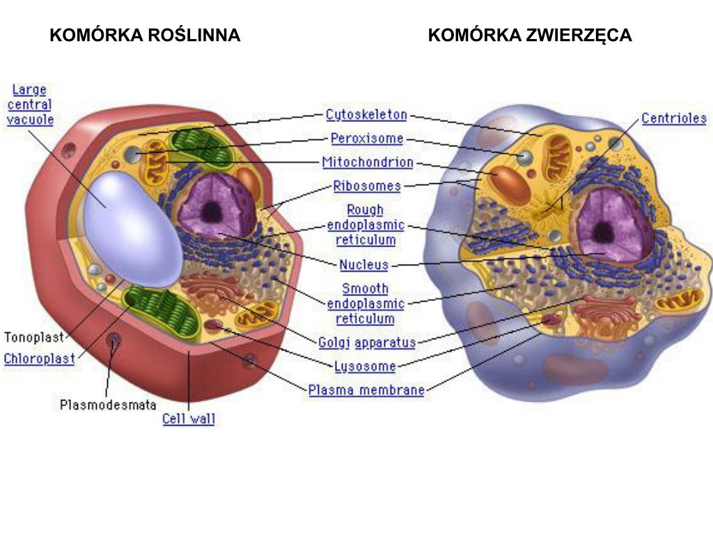 PPT - KOMÓRKI – BUDOWA I FUNKCJE PowerPoint Presentation, free download Komrka Roslinna Budowa I Funkcje