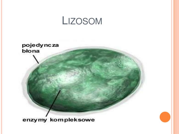 W Blonie Lizosomu Wbudowane Jest Bialko