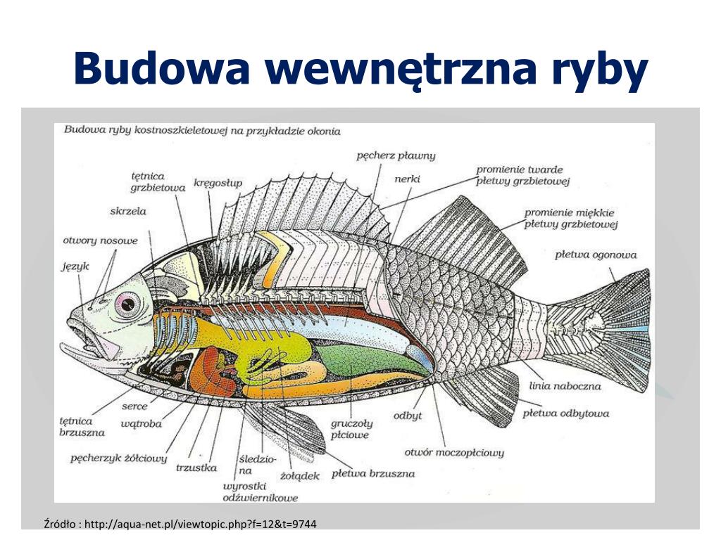 PPT - Kurs -0 2 Biologia ryb PowerPoint Presentation, free download Ryby Budowa Zewnętrzna I Wewnętrzna