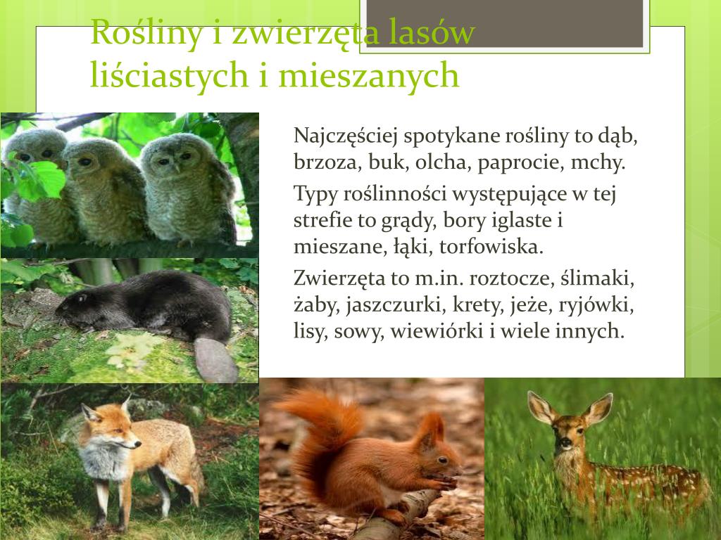 PPT - Las- co to takiego ? PowerPoint Presentation, free download - ID Porównanie Komórki Roślinnej I Zwierzęcej