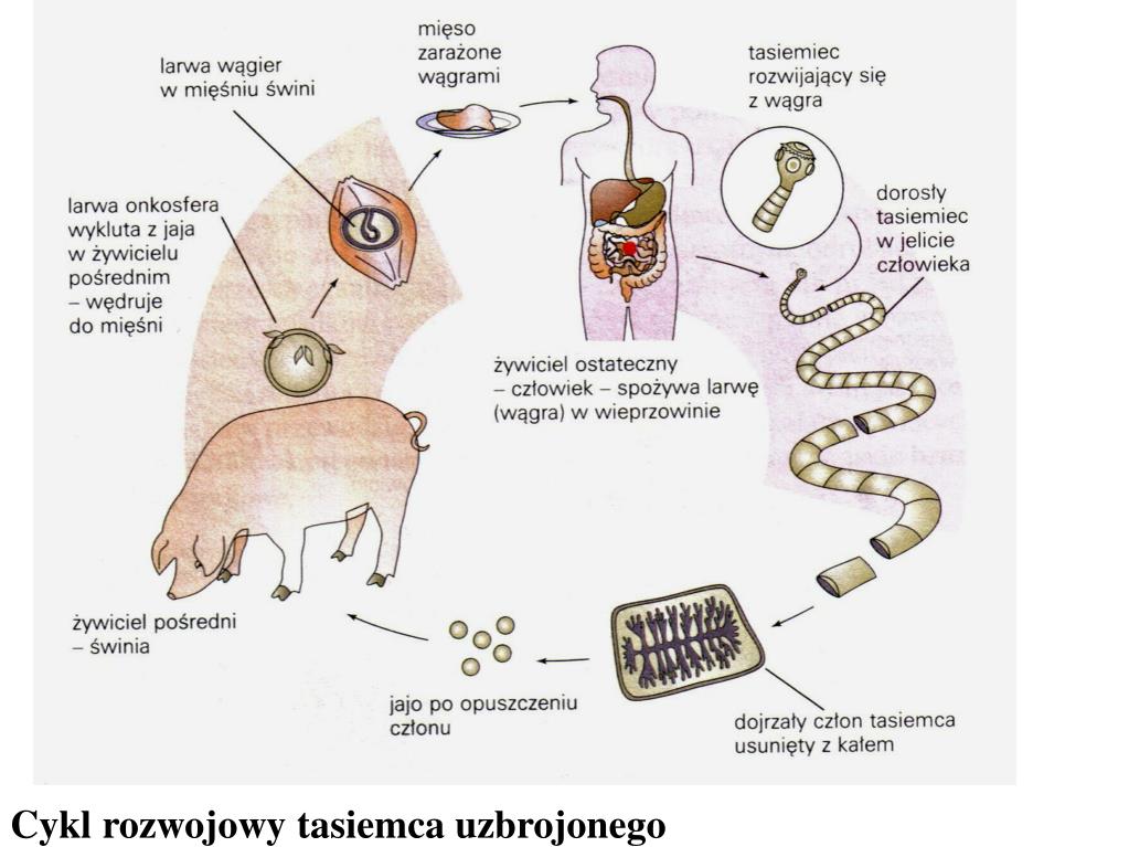PPT - Płazińce (robaki płaskie) PowerPoint Presentation, free download Cykl Tasiemca Uzbrojonego I Nieuzbrojonego