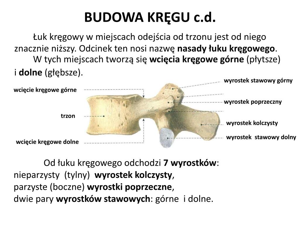 PPT - PODSTAWY ANATOMICZNE PowerPoint Presentation, free download - ID Blaszka Graniczna Trzonu Kregu Wikipedia