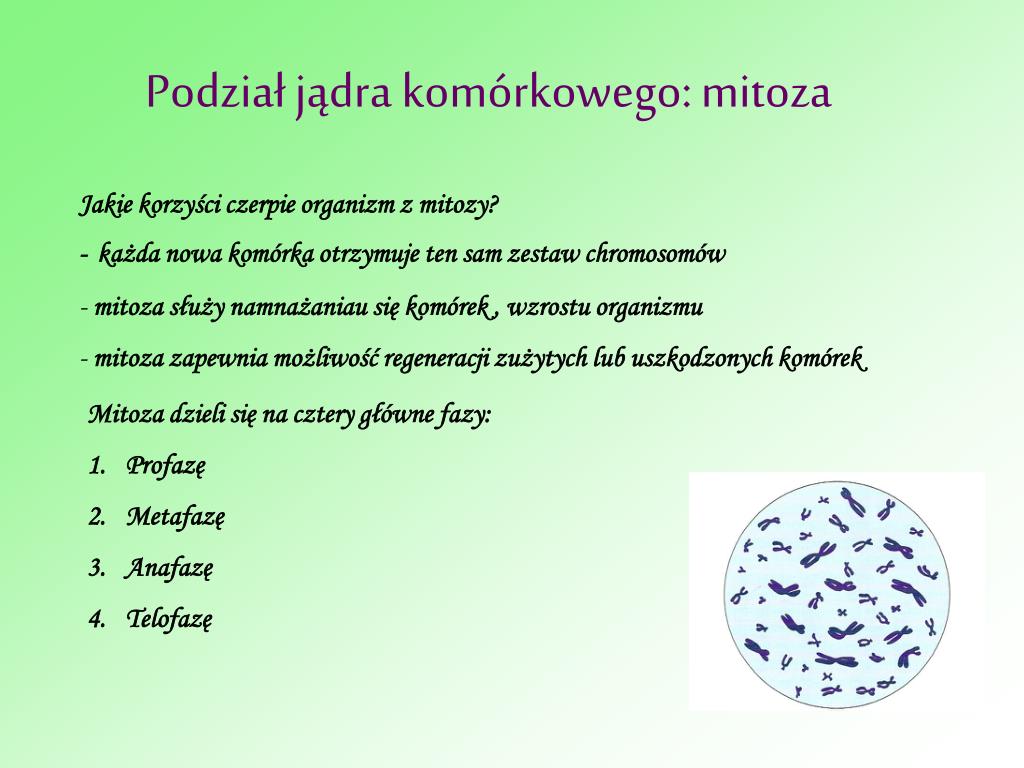 Podziały Komórkowe Klasa 8 Kartkówka