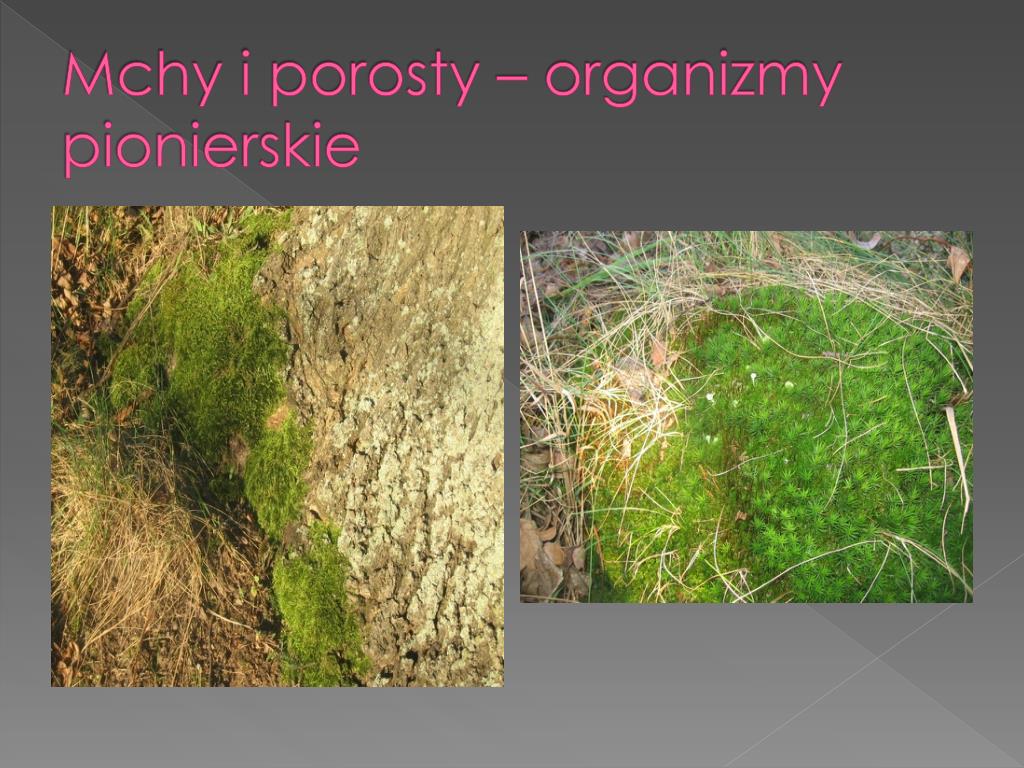 PPT - Przyroda na wyciągnięcie ręki PowerPoint Presentation, free Na Skalach Rozwijaja Sie Organizmy Pionierskie