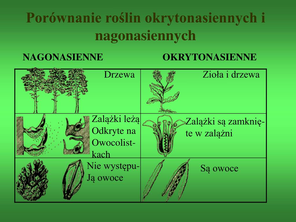 Rośliny Nagonasienne I Okrytonasienne