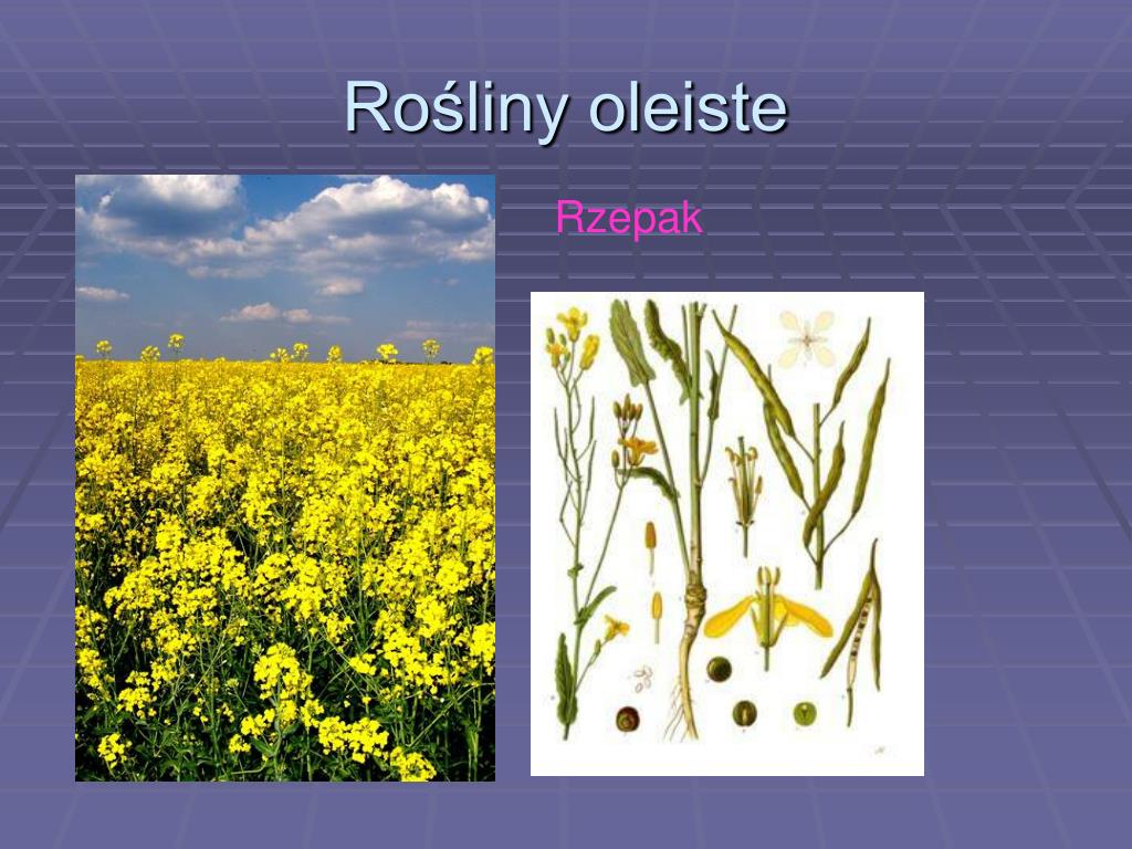 Rośliny Oleiste I Włókniste Klasa 3