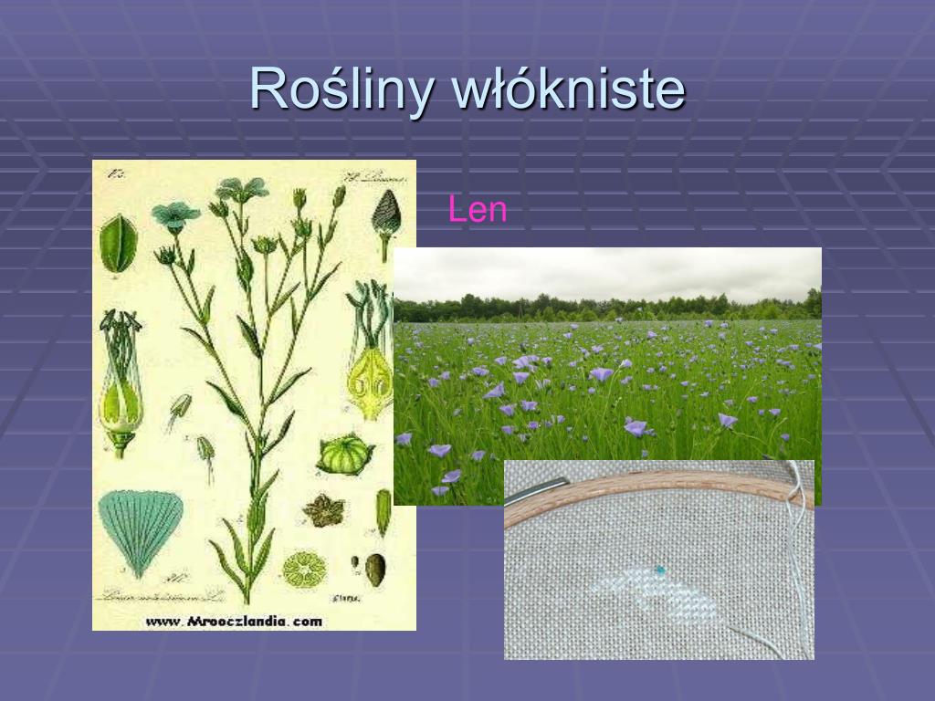 PPT - Rośliny oleiste, włókniste, używki PowerPoint Presentation, free Rośliny Oleiste I Włókniste Klasa 3