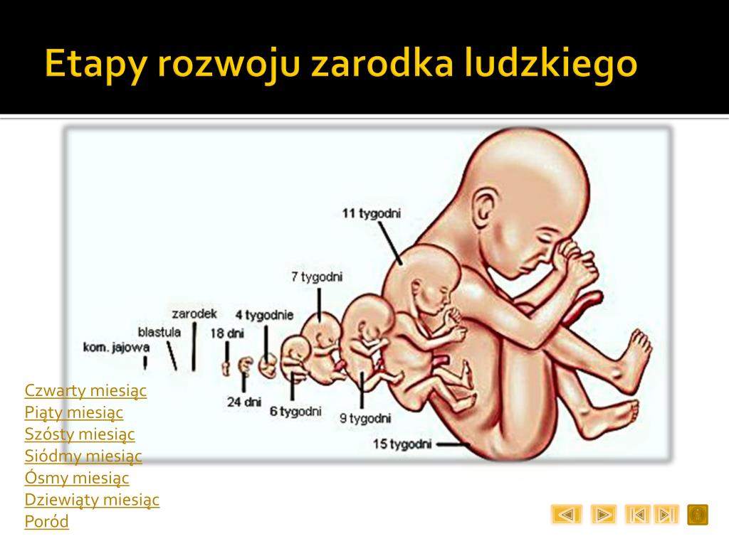 PPT - Rozwój płodowy człowieka PowerPoint Presentation, free download Kiedy Wyksztalca Sie Kosc Nosowa U Plodu