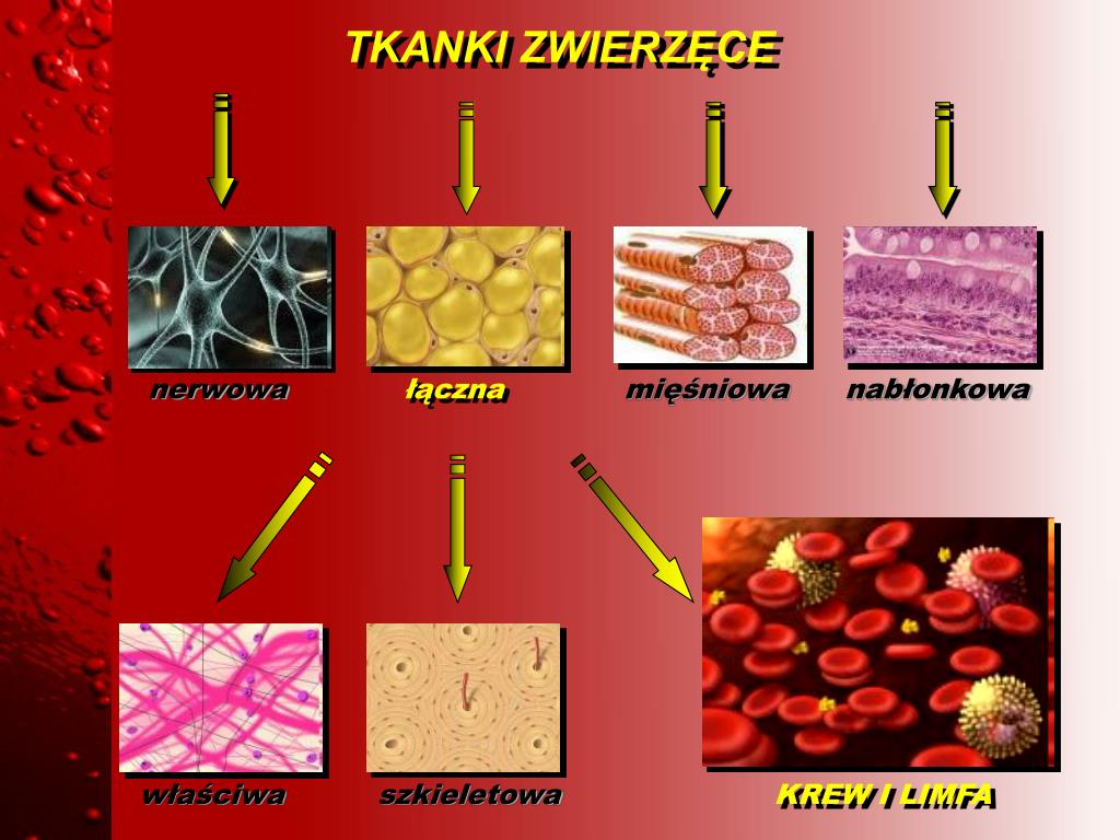 Tkanka Nablonkowa Miesniowa I Nerwowa