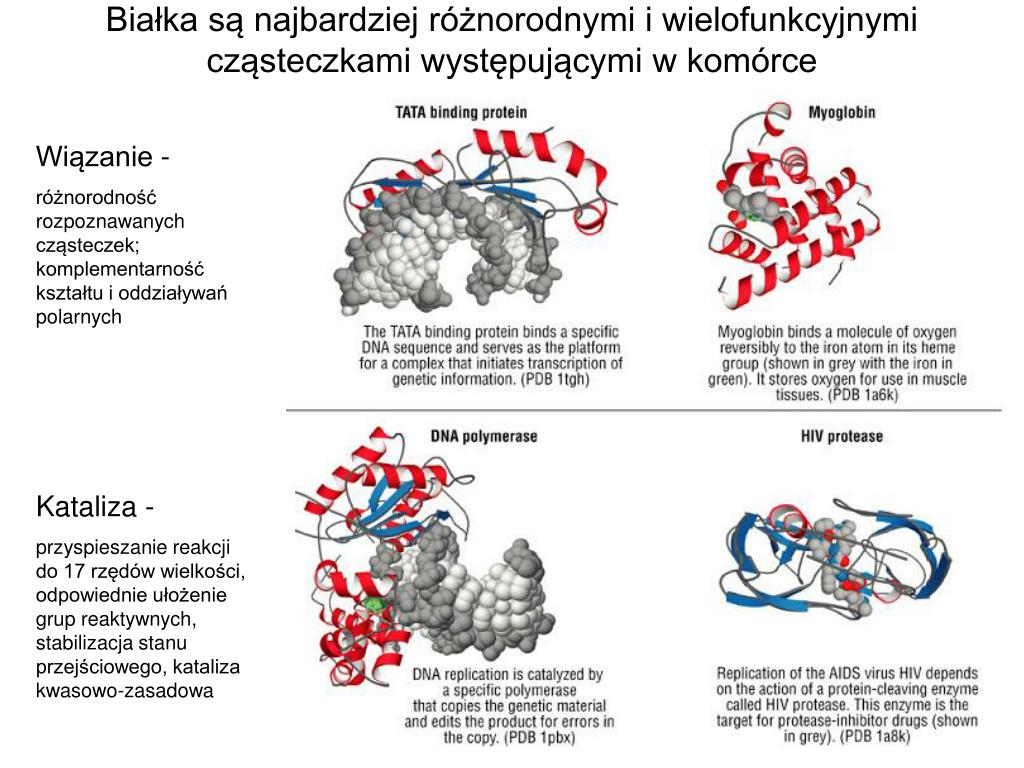 Etapy Powstawania 4 Rzedowej Struktury Bialka