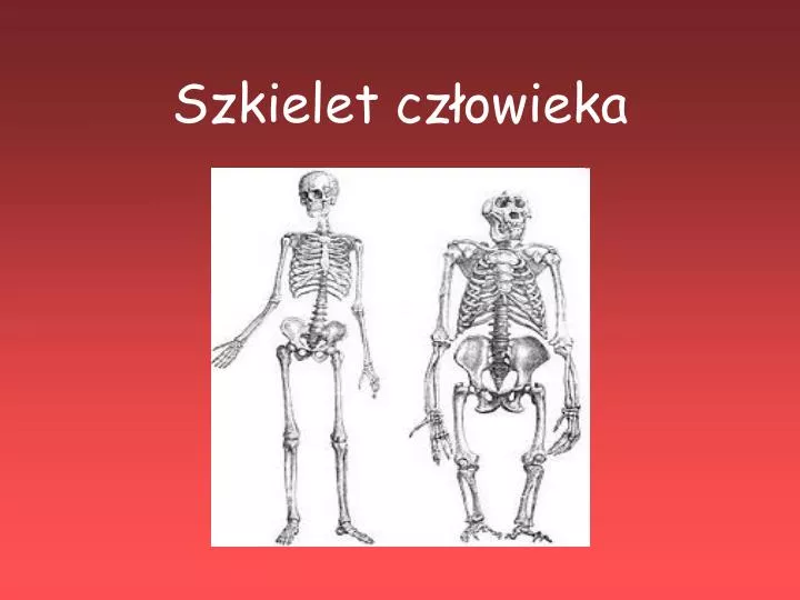 PPT - Szkielet człowieka PowerPoint Presentation, free download - ID Szkielet Człowieka Rysunek Bez Opisu