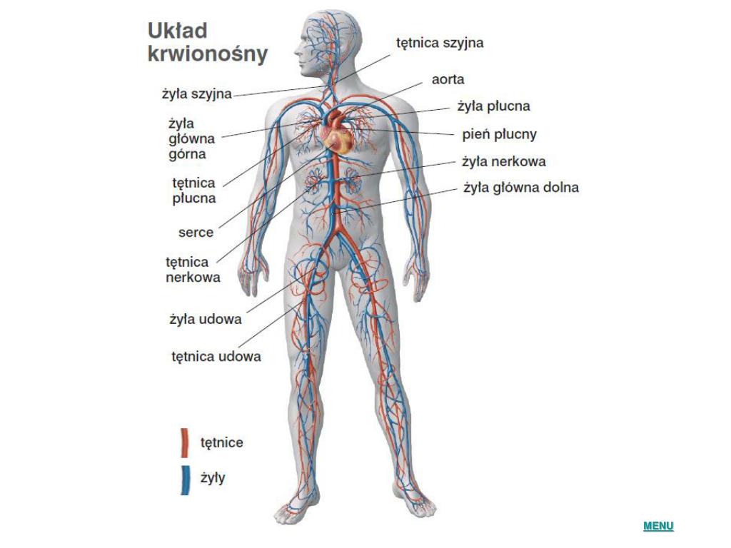 Funkcje Układu Krwionośnego Klasa 4