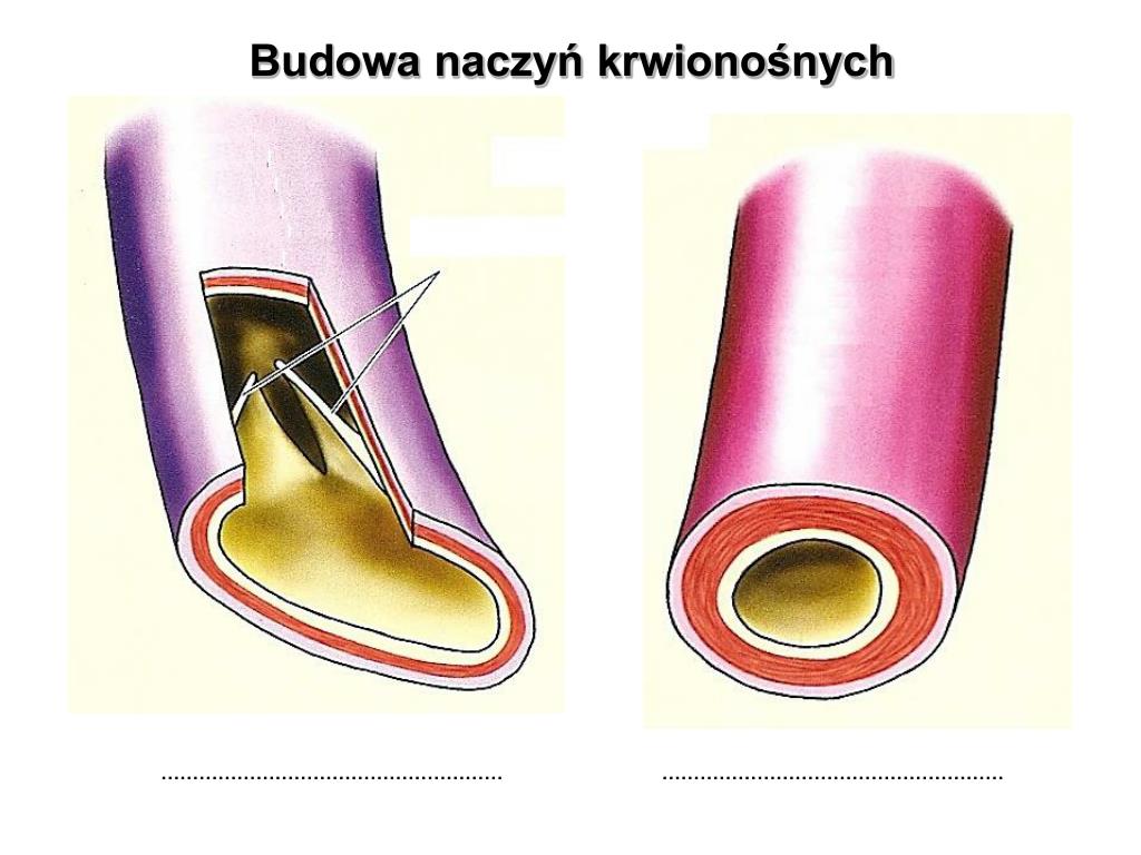 PPT - Temat: BUDOWA I FUNKCJONOWANIE UKŁADU KRWIONOŚNEGO PowerPoint Układ Krążenia Sprawdzian Puls życia 2