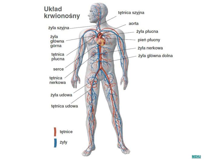 PPT - Temat: BUDOWA I FUNKCJONOWANIE UKŁADU KRWIONOŚNEGO PowerPoint Czego Rośliny Potrzebują Do życia Rysunek