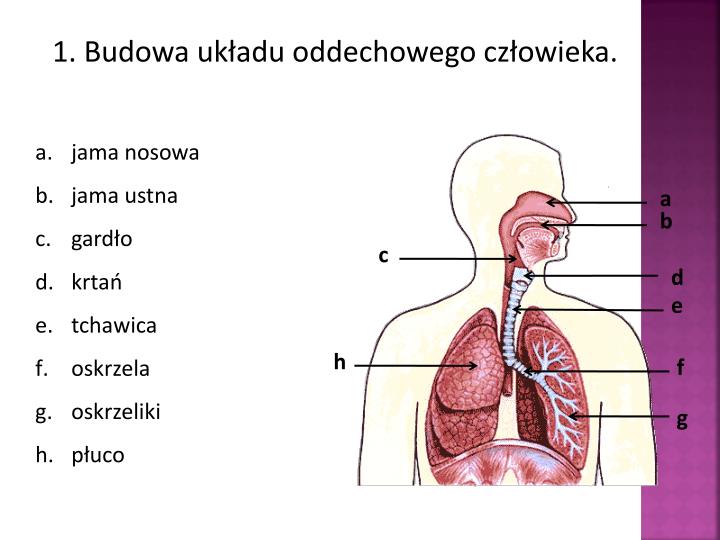 Uklad Oddechowy Klasa 7 Sprawdzian