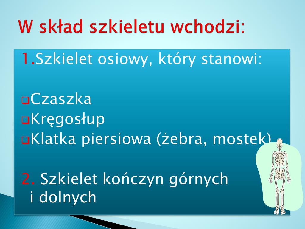 W Skład Szkieletu Osiowego Wchodzi