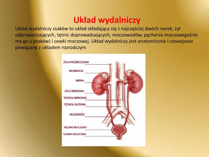 Uklad Wydalniczy Klasa 7 Nowa Era Test