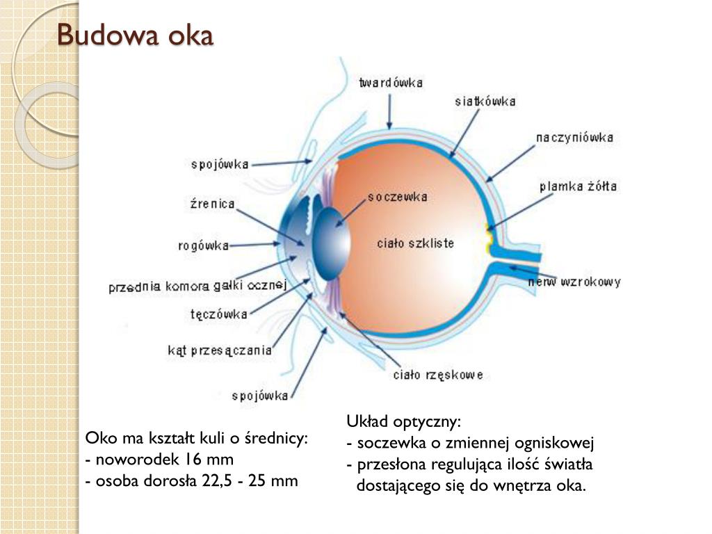 Wady Wzroku Prezentacja Power Point