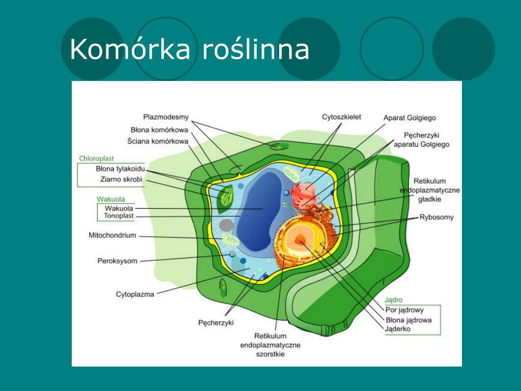 Komrka Roslinna Budowa I Funkcje
