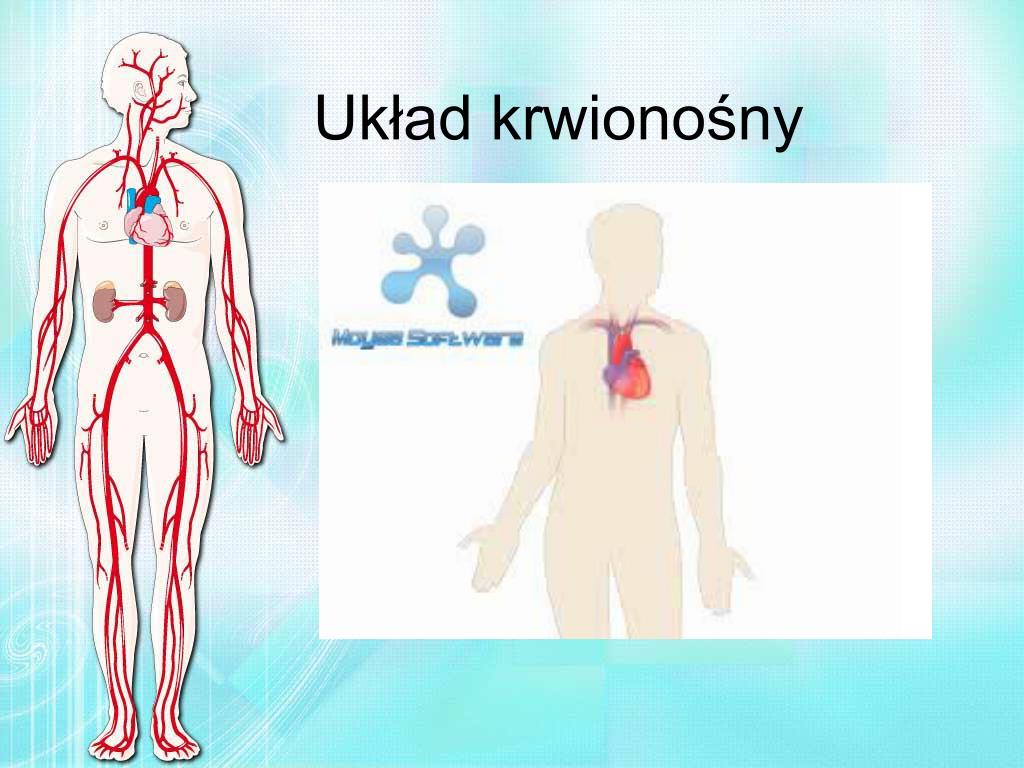 PPT - Wpływ wysiłku fizycznego na organizm człowieka. PowerPoint Układ Krwionośny I Oddechowy Sprawdzian