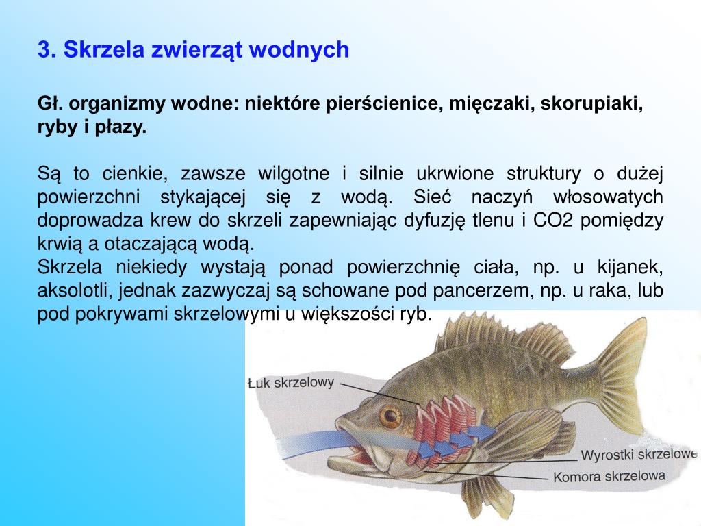 Wymiana Gazowa U Ryb Odbywa Się Za Pomocą