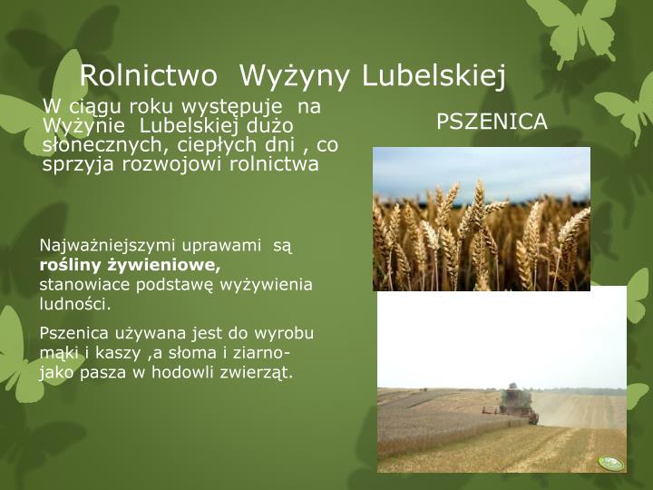 PPT - Wyżyna Lubelska jest przykładem krajobrazu rolniczego PowerPoint Zboze Uprawiane Na Wyzynie Lubelskiej
