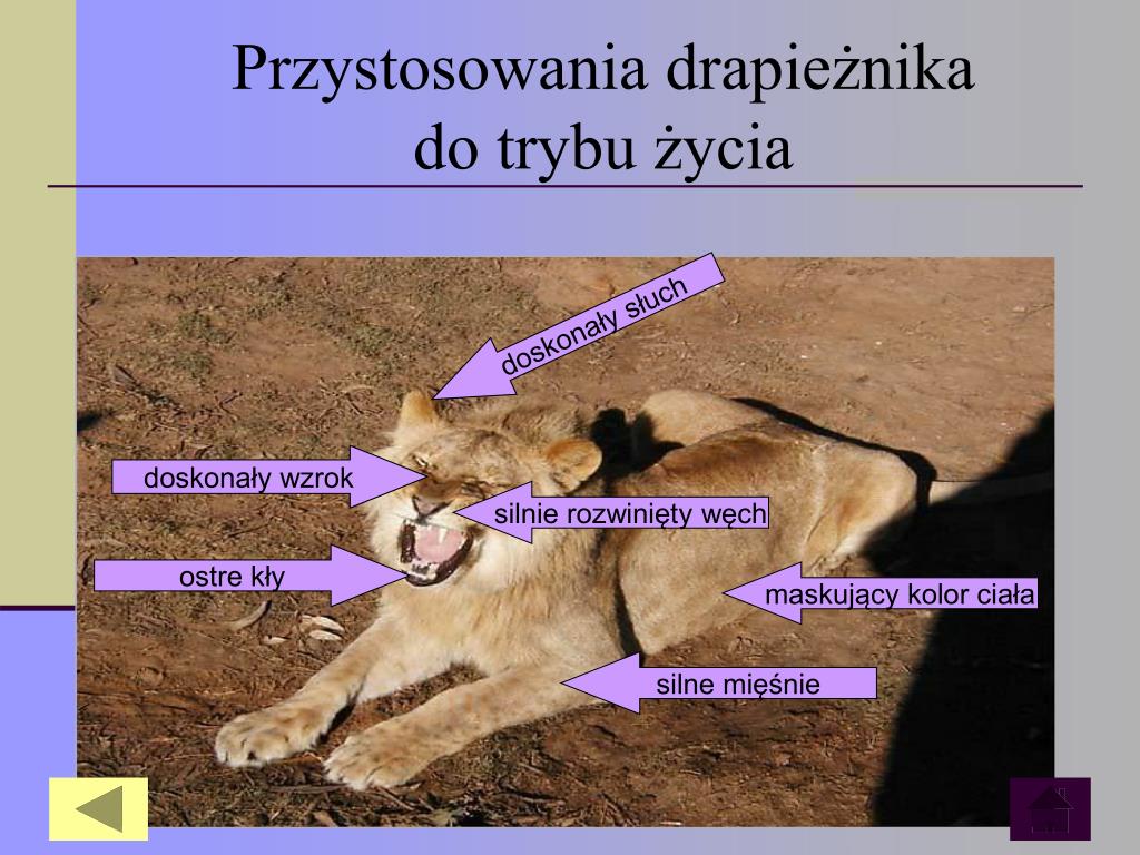 PPT - Zależności między organizmami w biocenozie PowerPoint Porownaj Zeby Drapieznika I Roslinozerce