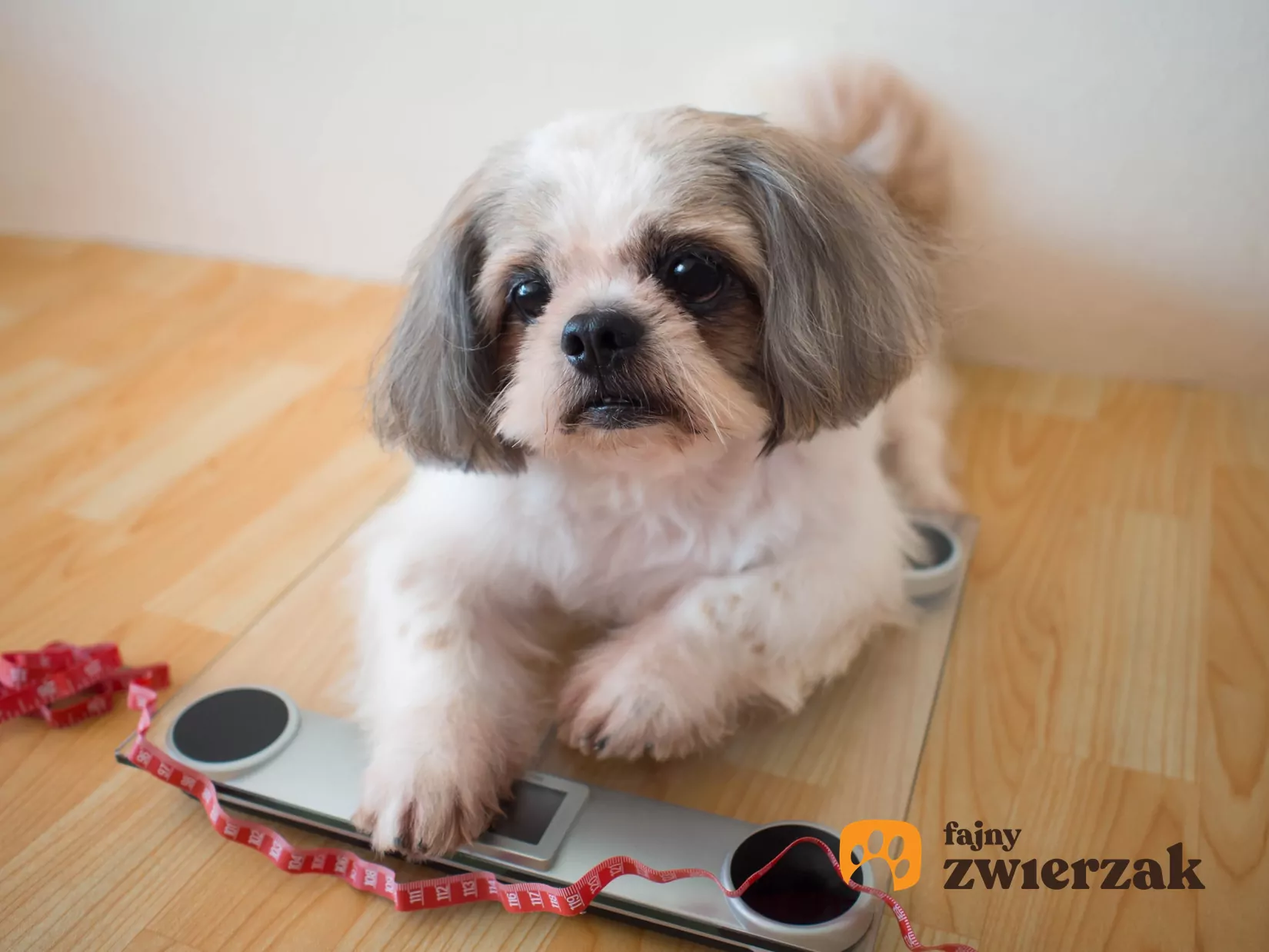 Ile Powinien Wazyc Pies Shih Tzu