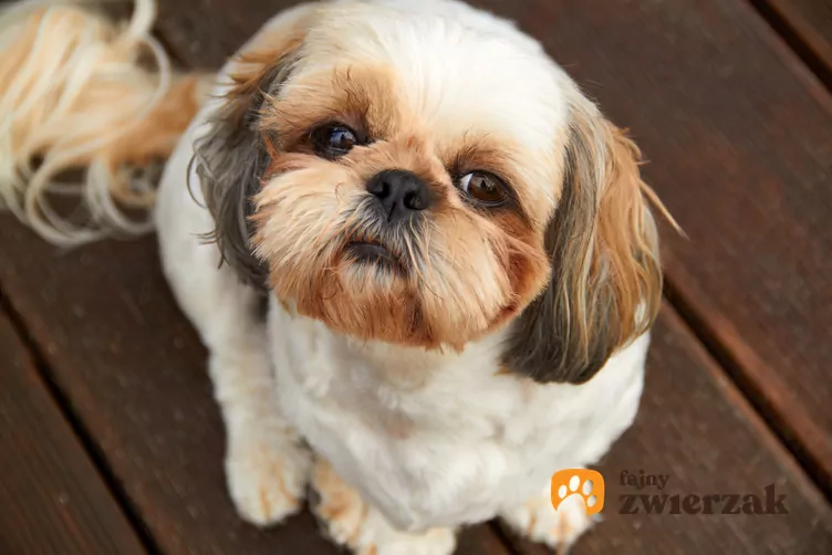 Prawidłowa waga shih tzu - ile powinien ważyć zdrowy pies? Ile Powinien Wazyc Pies Shih Tzu
